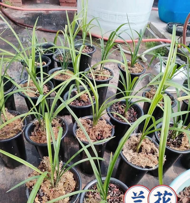 兰花分盆的最佳时机是什么时候？分盆后如何护理兰花？