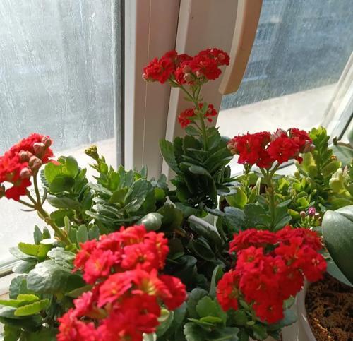 哪些花卉可以耐受强烈阳光？
