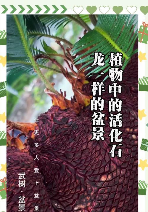 铁树如何快速生长？养殖铁树有哪些技巧？