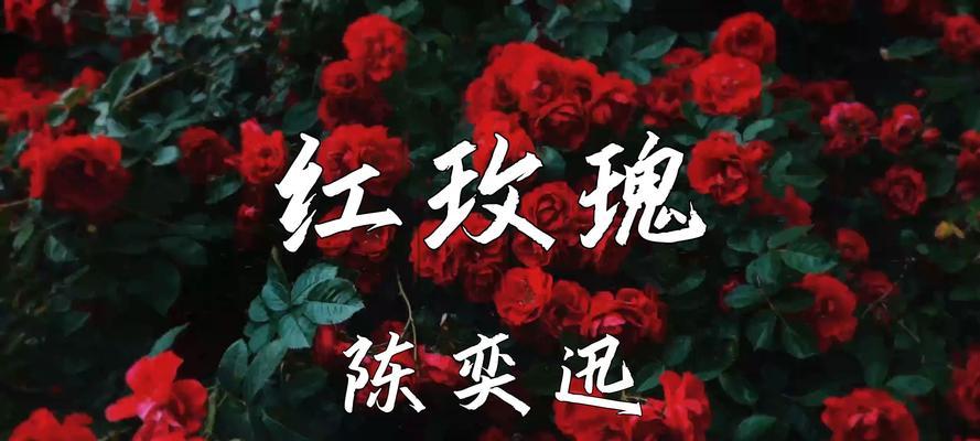 红玫瑰花的花语是什么？红玫瑰代表了什么情感？