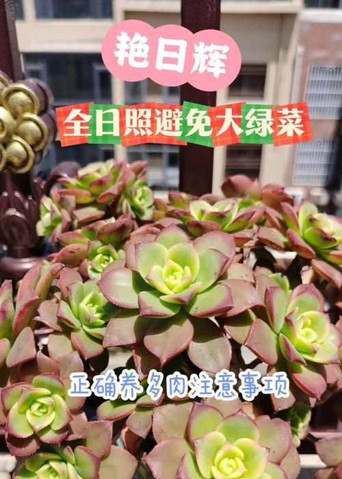 肉肉植物怎么养？有哪些常见问题？