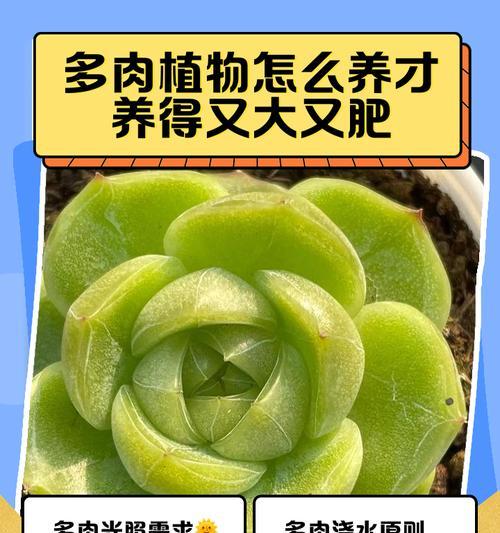肉肉植物怎么养？有哪些常见问题？