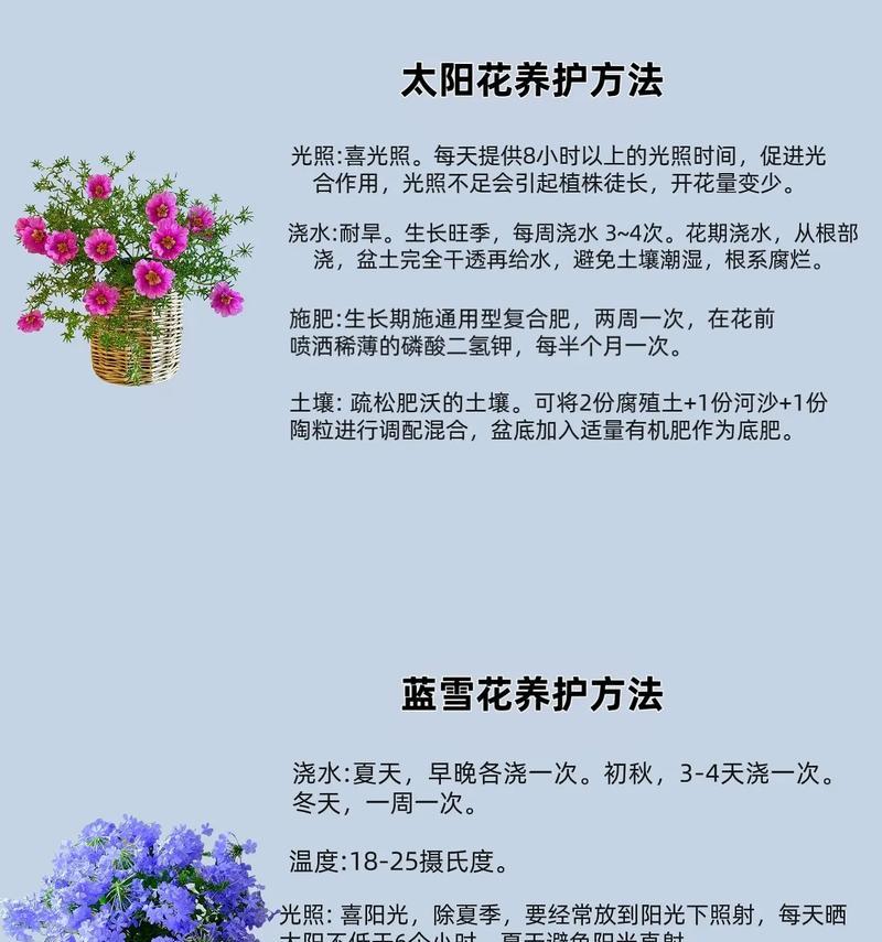蝴蝶兰用什么肥？如何正确施肥促进生长？