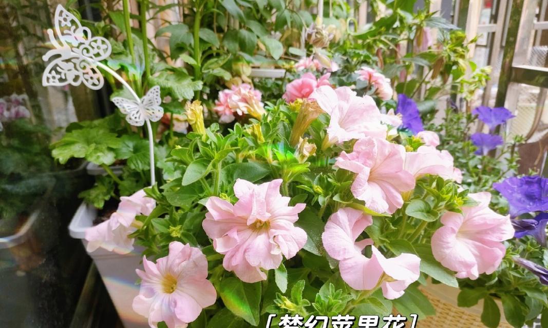 矮牵牛的冬季养护方法有哪些？