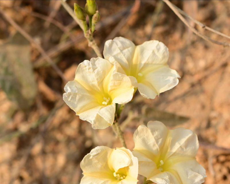 旋花科植物有哪些？它们各自有什么特点？