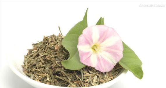 旋花科植物有哪些？它们各自有什么特点？