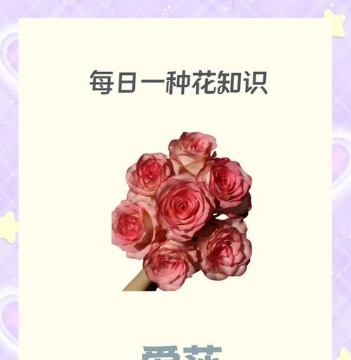21朵爱莎玫瑰代表了什么特殊意义？