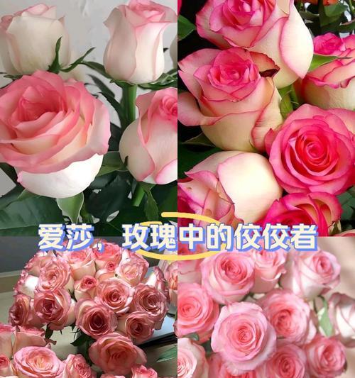 21朵爱莎玫瑰代表了什么特殊意义？