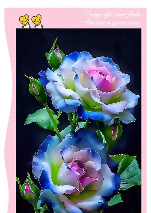 桔梗花的花语和寓意是什么？