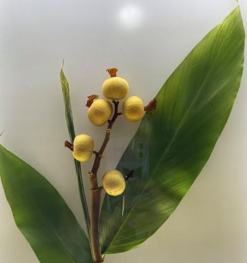 兰花的花语和寓意是什么？它通常象征着什么？