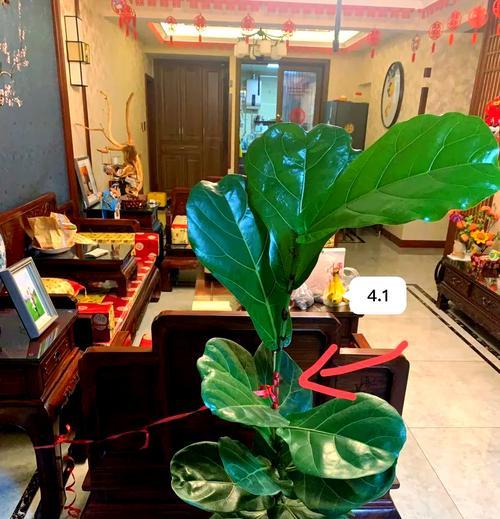 琴叶榕施肥的最佳时机和方法是什么？怎样避免过度施肥？