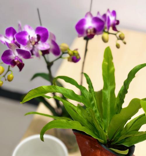 兰花的花语和寓意是什么？它通常象征着什么？