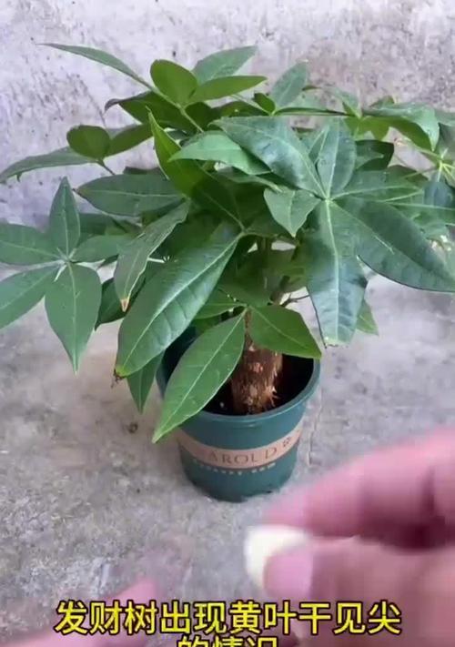 盆栽发财树的正确养护方式有哪些？如何避免黄叶？