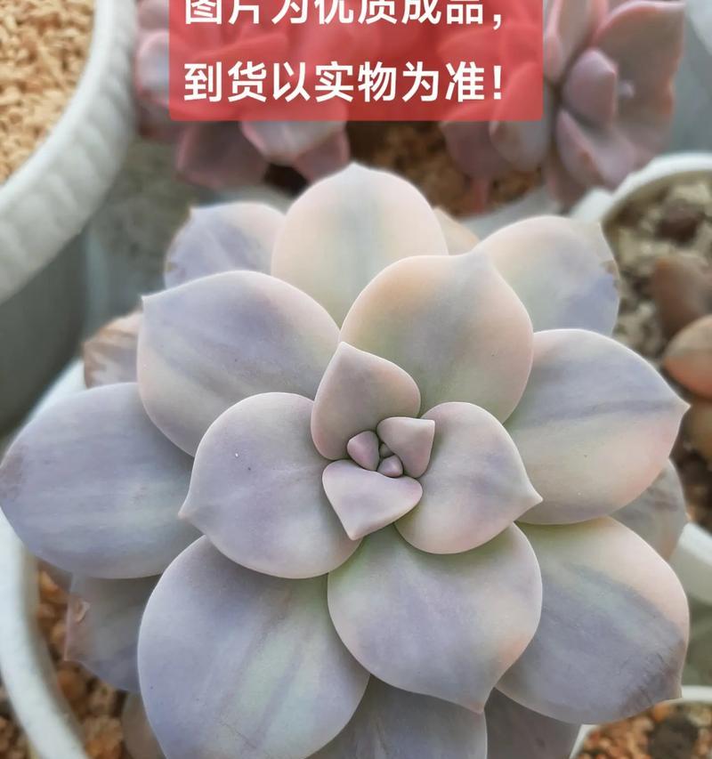 多肉植物适合哪种花盆？