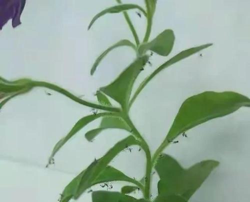 遇到养花小飞虫该如何处理？有效防治方法是什么？