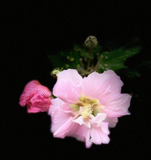 芙蓉花三色花语是什么？每种颜色的芙蓉花代表什么含义？