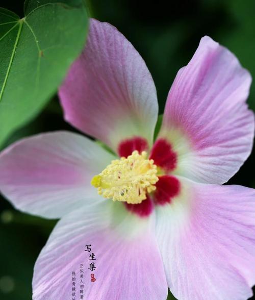 芙蓉花三色花语是什么？每种颜色的芙蓉花代表什么含义？