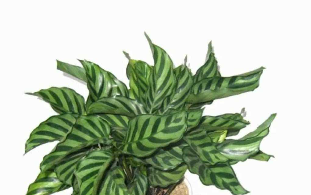 孔雀尾植物的养殖方法是什么？如何保持其美观？