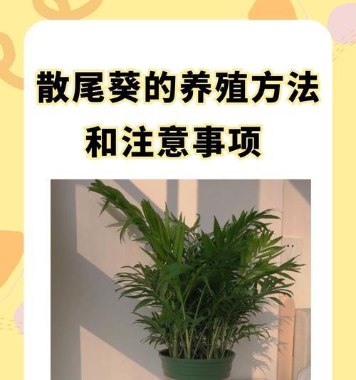 孔雀尾植物的养殖方法是什么？如何保持其美观？