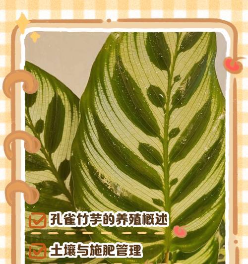 孔雀尾植物的养殖方法是什么？如何保持其美观？