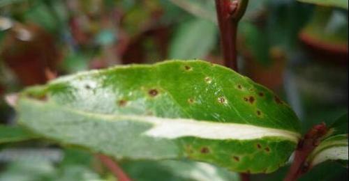 茶花病虫害如何治疗？常见的病虫害有哪些？