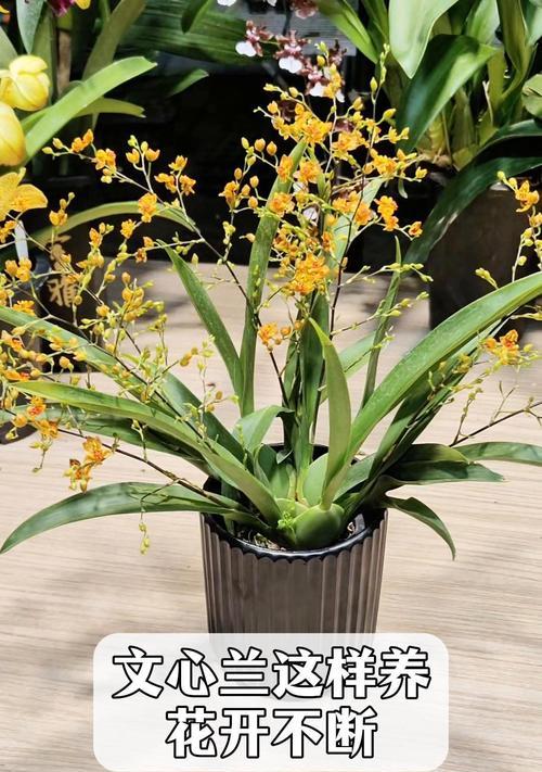 跳舞兰的开花时间是什么时候？