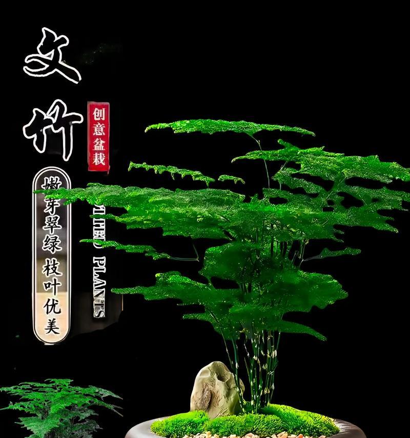 文竹换盆的最佳时机是什么时候？换盆后文竹如何养护？