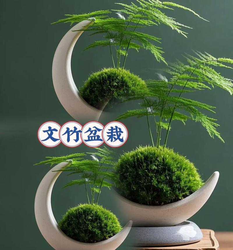 文竹换盆的最佳时机是什么时候？换盆后文竹如何养护？