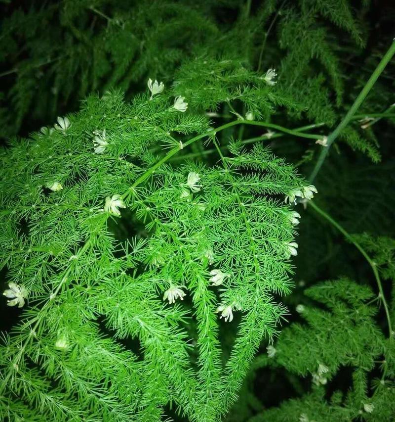 文竹换盆的最佳时机是什么时候？换盆后文竹如何养护？