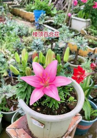 楼顶种植花草需要注意什么？有哪些好处？