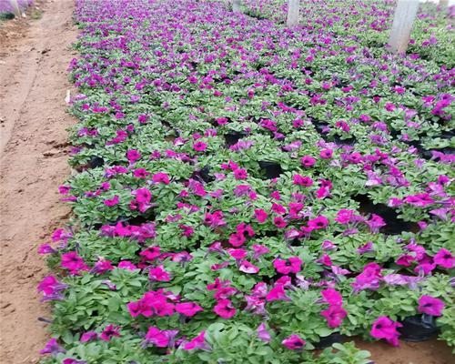 楼顶种植花草需要注意什么？有哪些好处？