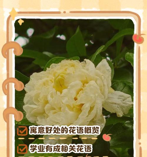 美梦相关的花语有哪些？