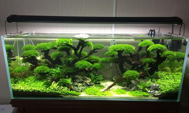 古法生态鱼缸适合哪些水生植物？如何搭配更美观？