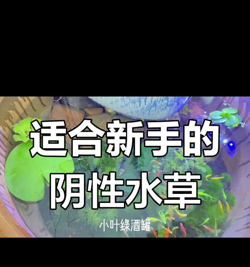古法生态鱼缸适合哪些水生植物？如何搭配更美观？