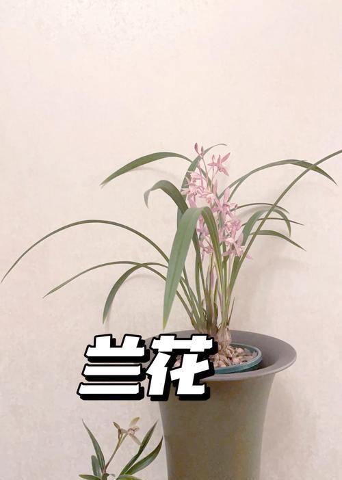 兰花长期养护需要注意什么？兰花长期养护的要点是什么？
