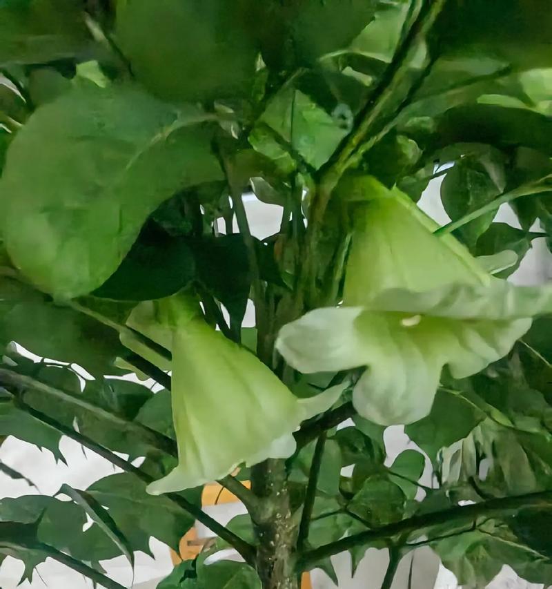 幸福树开花预示着什么？