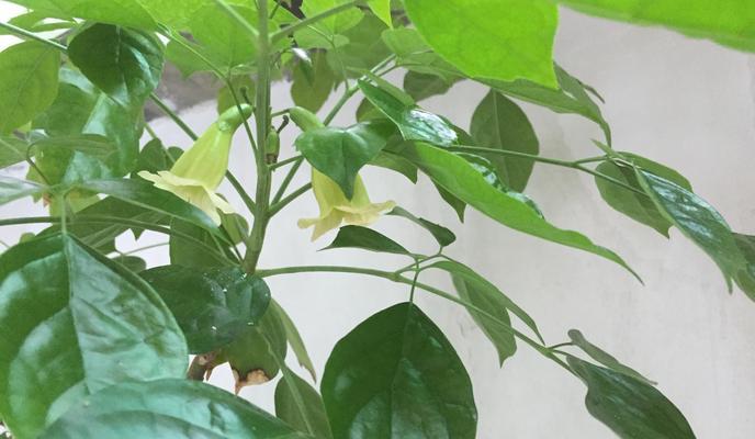 幸福树开花预示着什么？