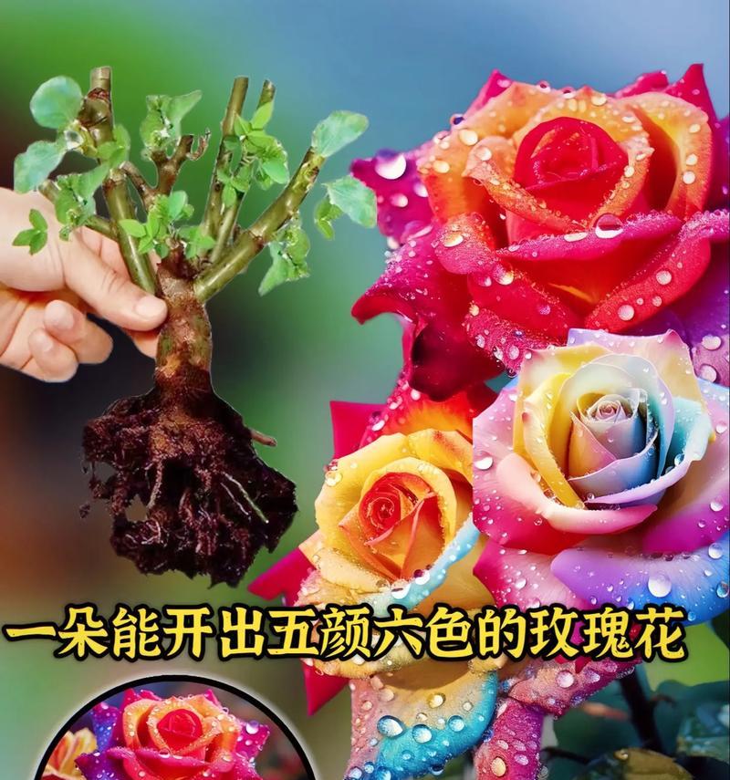 有钱人偏爱哪种花语？