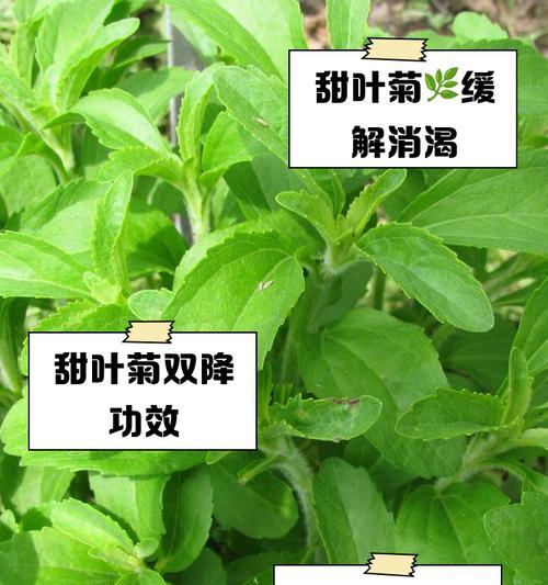 小甜菊的花语和它的甜美有何联系？