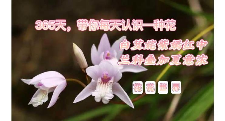 几种野花的花语有何特别含义？代表什么？