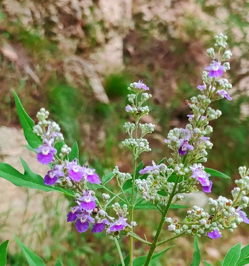 几种野花的花语有何特别含义？代表什么？