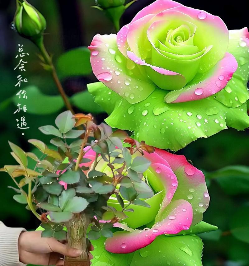 用什么花来表达欢迎之意？