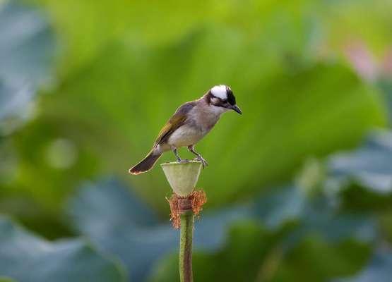 白头翁的花语寓意象征是什么？如何理解？