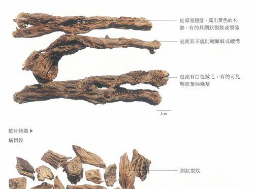 白头翁的花语寓意象征是什么？如何理解？