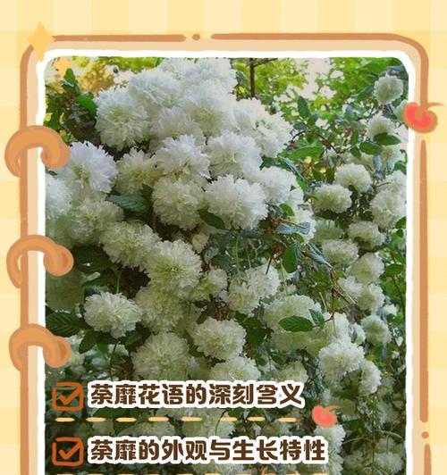末路的美花语是什么？它象征着什么？