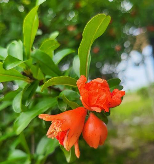 白色石榴花的花语寓意是什么？