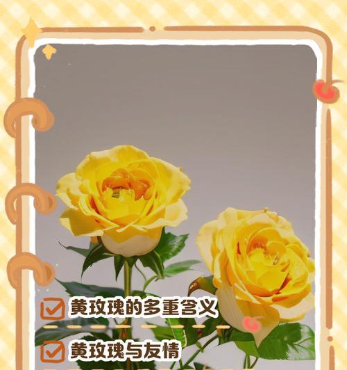家里四朵玫瑰花代表什么含义？