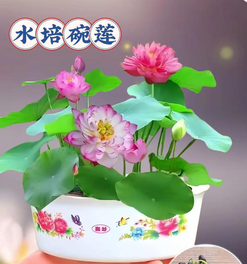 睡莲束的花语有何深意？送睡莲束表达什么情感？