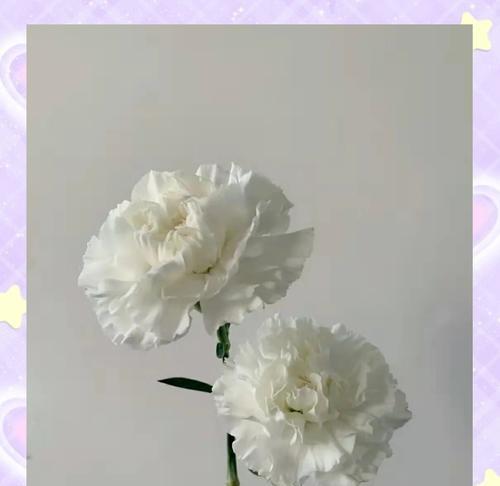 描边康乃馨的花语用哪些词语表达？