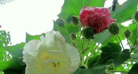棉花的花语是什么意思？它传达了哪些情感？